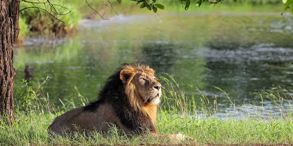 Gir National Park, Gujarat: Location, Timings, Tickets Cost