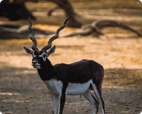 Guindy National Park, Chennai: Location, Timings, Tickets Cost